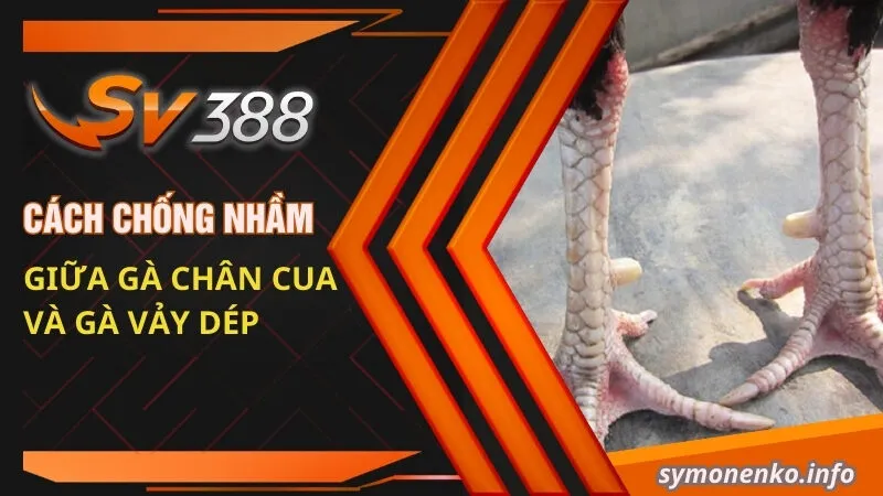 Gà Chân Cua Là Giống Gà Gì? Kỹ Thuật Đá Có Hay Không? 4 Cách chống nhầm giữa gà chân cua và gà vảy dép