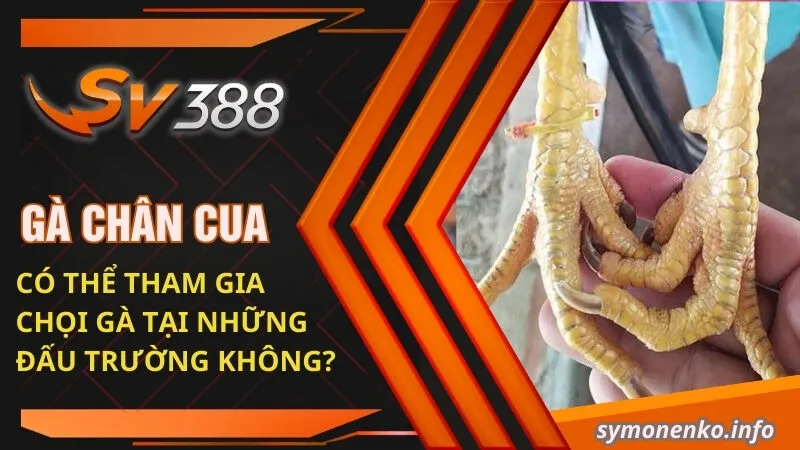 Gà Chân Cua Là Giống Gà Gì? Kỹ Thuật Đá Có Hay Không? 2 Gà chân cua có thể tham gia chọi gà tại những đấu trường không?