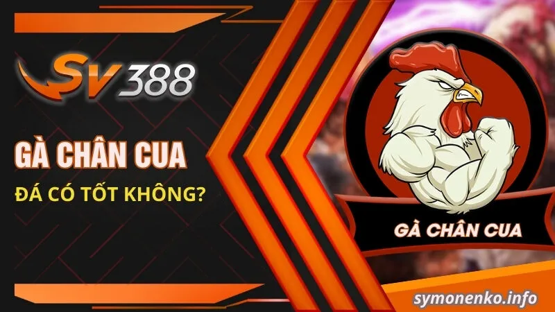 Gà Chân Cua Là Giống Gà Gì? Kỹ Thuật Đá Có Hay Không? 1 Gà chân cua đá có tốt không?