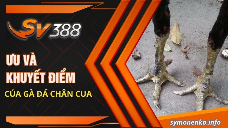 Gà Chân Cua Là Giống Gà Gì? Kỹ Thuật Đá Có Hay Không? 3 Ưu và khuyết điểm của gà đá chân cua
