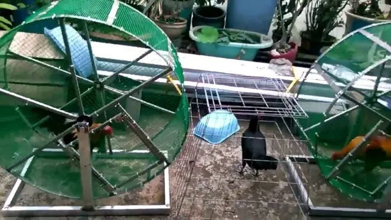 Cách nuôi gà đá bo lớn, lì đòn, sung mãn hiệu quả nhất 3 Các bài tập thể lực quan trọng cho gà đá
